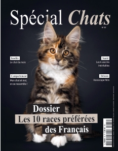 Spécial Chats | 