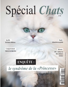 Spécial Chats | 